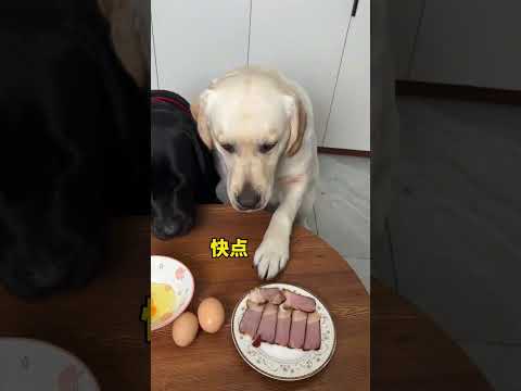 狗：疏忽了，没想到是个坏蛋！#狗狗#动物#萌宠#拉布拉多#animals#cute#funny#pets