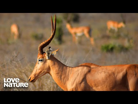 Saving Wildlife During The Kenya/Somalia War | Kenya Wildlife Diaries 106