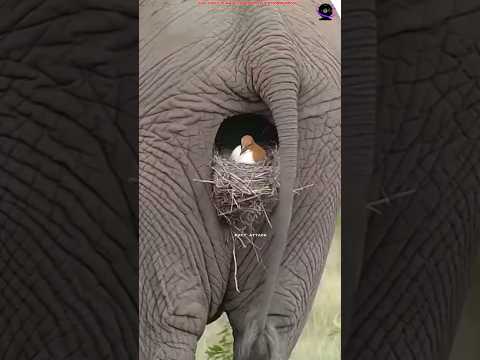 Birds Build Nests More Advanced Than Humans || #facts #factshort