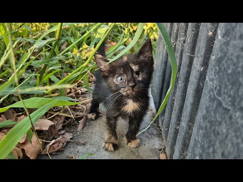 The poor kitten became blind in one eye when she was only a month old.