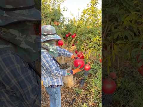 Giant Pomegranate Harvesting #satisfying @HappyFarm85