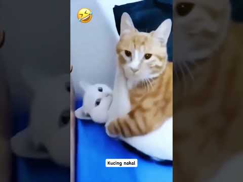 Emak kucing marah #trending