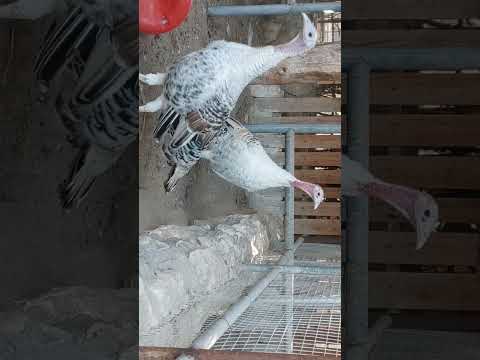 Al Wakrah Mini Zoo 2
