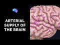 Cerebral Arteries and Blood Supply