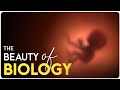 The Beauty of Biology and Evolution