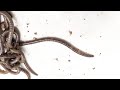 Asian Jumping Worms Identification and Impact