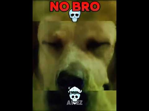 Sad Dog ☠️ #edit