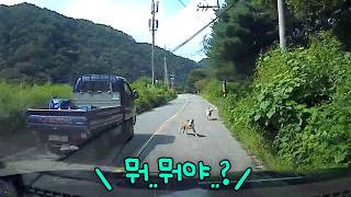 길에서 유기견을 주웠다.. 난 고양이 집사인데..