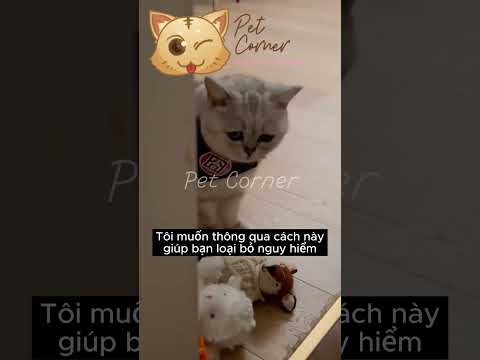 4 dấu hiệu mèo sắp rời xa bạn - Pet Corner