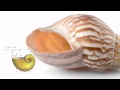 Mathematical Modeling of Seashells