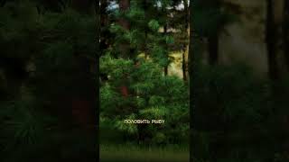 Сосны на вашем участке