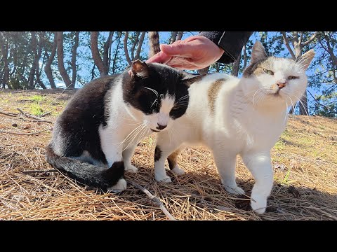 ハチワレ猫ちゃんが母猫と妹猫のところへ連れていってくれた