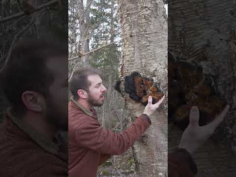You'll Need an Axe to Forage this Mushroom!