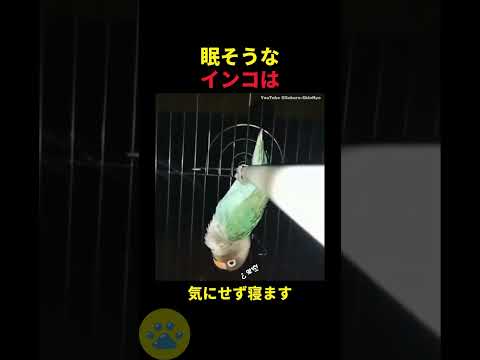 寝落ちしたインコの秘密🤫暴露します🔥