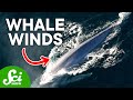 Blue Whales and Their Connection to Wind Patterns