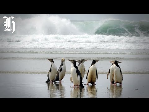YouTube video thumbnail: South Island News Wrap: The Three Month Ban on Set-Net Fishing Across Otago Peninsula