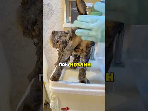 Кот очень любит купаться