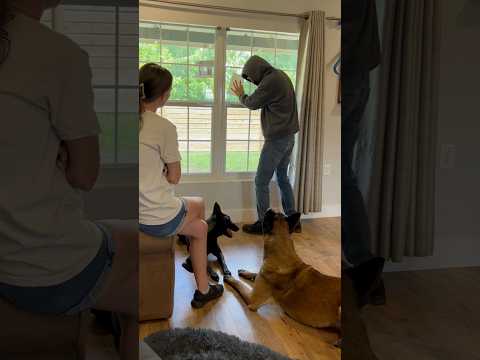 Dog Makes Intruder Pay #smartdog #saliva #funny