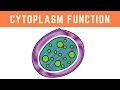 Understanding Cytoplasm