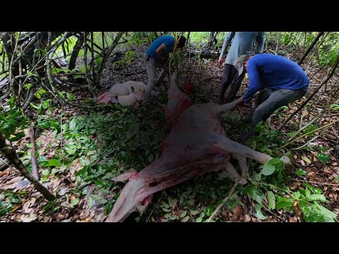 EM POUCOS INSTANTES ELA MORREU SUFOCADA! APROVEITAMOS A CARNE.