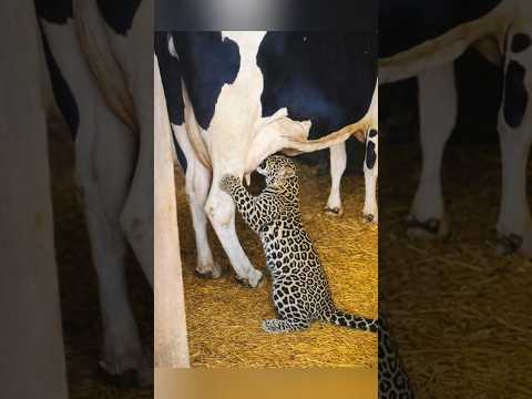 Leopard Cub Thinks Cow Is Its Mom… What Happens Next Will Melt Your Heart 🥺”