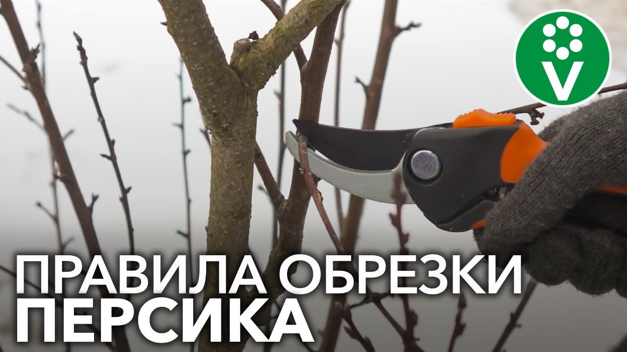 Как обрезать персик весной? Правила обрезки для начинающих садоводов