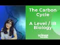 Understanding the Carbon Cycle Concepts