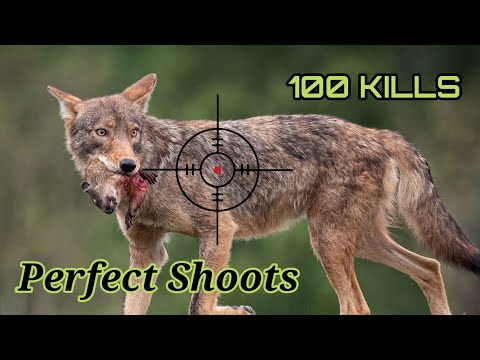 Crazy Record of One Hundred Perfect Shots || Most Seasons of Coyotes Hunting #wolf #hunting #coyotes