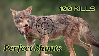 Crazy Record of One Hundred Perfect Shots || Most Seasons of Coyotes Hunting #wolf #hunting #coyotes