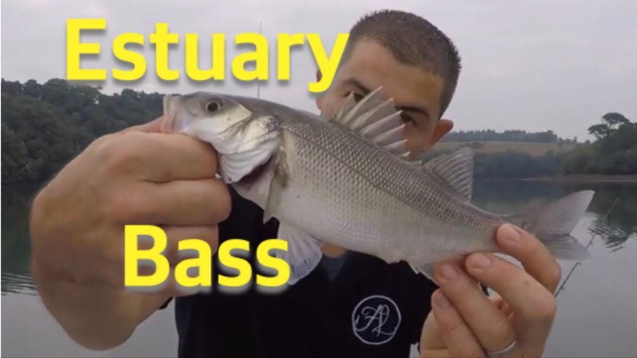 Estuary Fishing for Bass - Tips and techniques for Bream and Bass - The Fish Locker