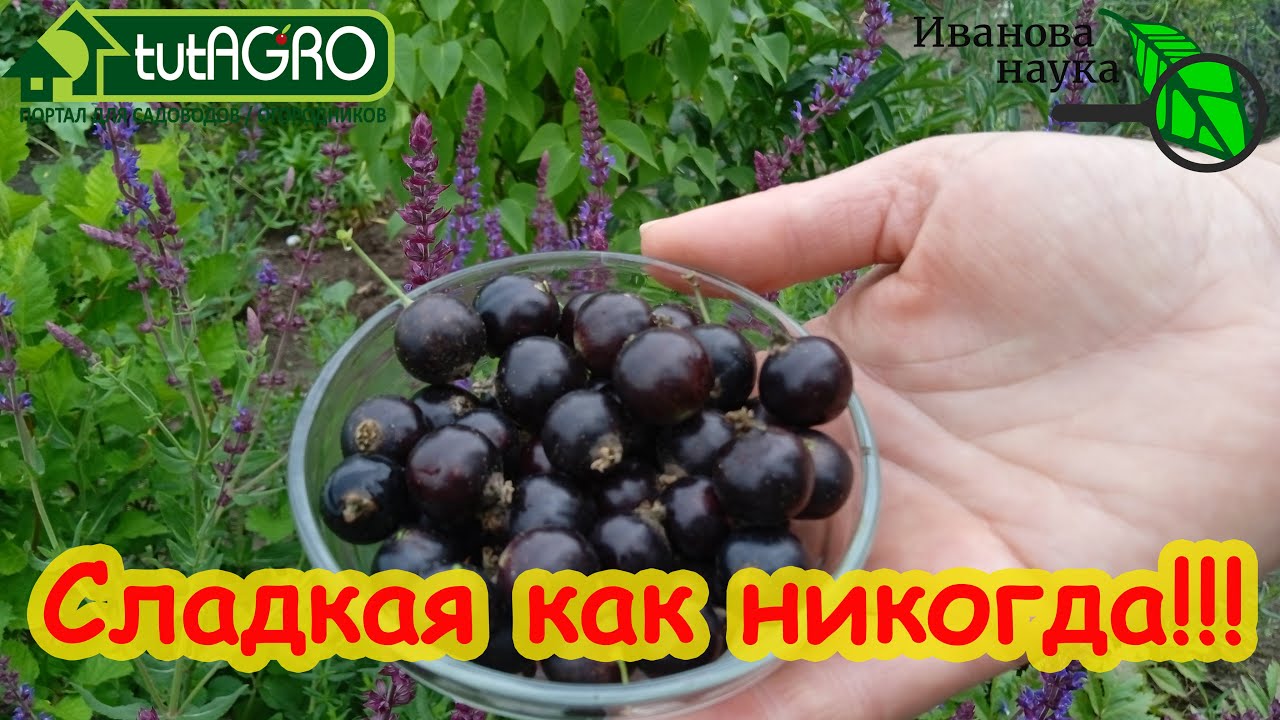 Смородина сладкая как никогда! Просто сделайте эту подкормку 1-2 раза за сезон. И наслаждайтесь!