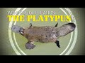 Platypus Biology and Characteristics
