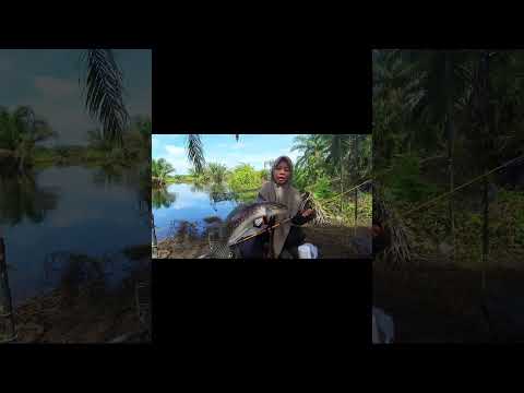 Mancing ikan tomann #fishing #viralvideo