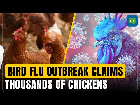 Flu outbreak claims thousands of chickens, farmer seeks government aid to recover losses