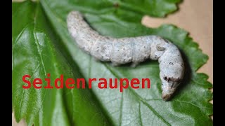 Seidenraupen züchten zur Seidengewinnung