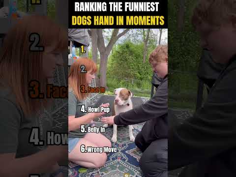 RANKING THE FUNNIEST DOGS HAND IN MOMENTS ๐ถโ๐ | Paw deal!