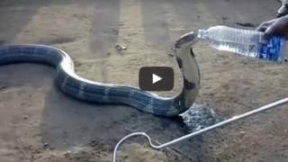 Drinking Water from Bottle, Viral Video of King Kobra in India