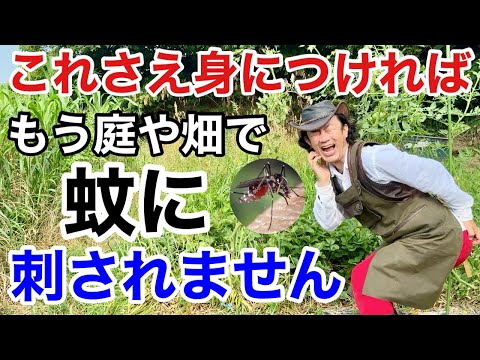 【蚊取り線香は使わない】 どうしても蚊の対策をしたい方はお試しください　             【カーメン君】【園芸】【ガーデニング】【初心者】