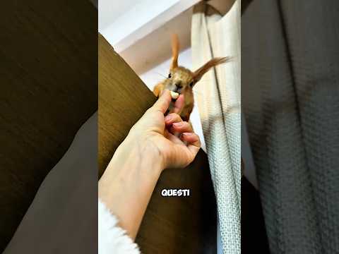 La Grande Distribuzione di Patatine agli Animali Affamati🍟🐾 😄