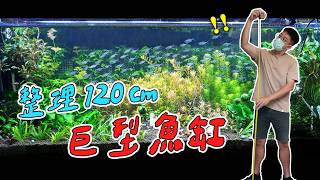 水草缸怎麼整理，一次說清楚！燈魚群游美爆！｜AC草影水族