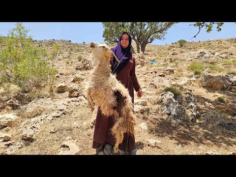 🎣 Kulthum fishing to save debts: 🐺 Bitter end with deadly wolf attack