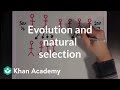 Natural Selection and Evolution Fundamentals