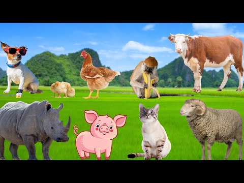 Collection of Fascinating Animal Moments - Pig, Sheep, Cow, Rhino, Cat, Chick - Interesting Animals