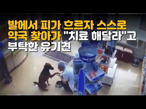 발에서 피가 흐르자 스스로 약국 찾아가 치료 해달라고 부탁한 유기견