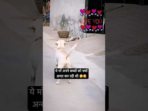 क्या इस माँ ने सही किया बच्चों को डॉट कर 🥰 #shortsfeed #doglover #dog #shorts