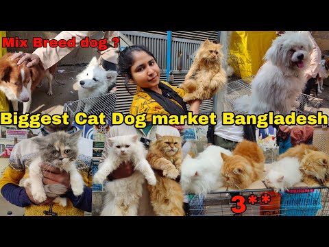 বিদেশী বিড়াল ও কুকুরের হাট_Persian cat price,mixbreed dog,lasa dog_Mirpur 1 pakhir Haat