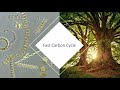 Carbon Cycle and Decomposition Concepts