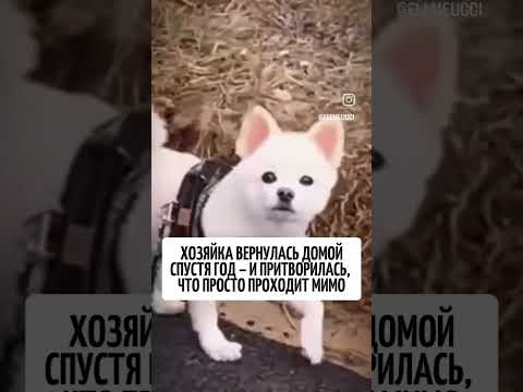 Они такие ...