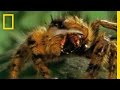 Jumping Spider vs. Bee Dynamics