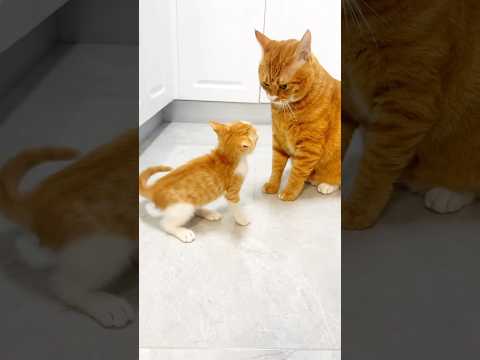 #cat #meowsome #cute #meowed #meowmoew #cats #kitten #meows #pets #cutecat